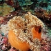 anemonefish_pink_lk_v_0705_png1180.jpg